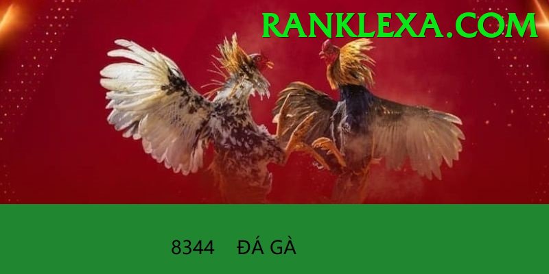 Đá Gà Trực Tiếp - Trải nghiệm tuyệt vời