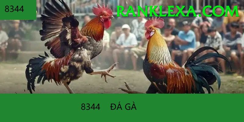 Đá Gà Trực Tiếp - Ưu đãi đặc biệt